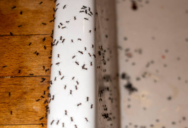 Best Mosquito Control Services  in Roseburg Nth, OR